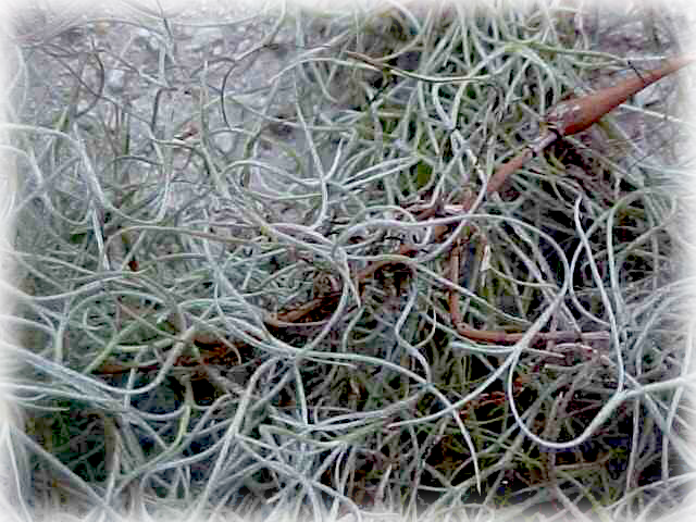 Spanish Moss (640x480), Png Download