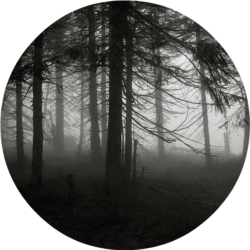 Spooky Forest 1 By Miwicz D2pg9gv 5565 - Real Hollywood Ghost Stories The House That Knows Your (1280x853), Png Download