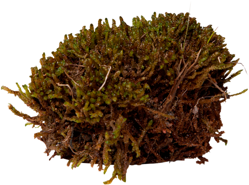 Scorpion Moss - Non-vascular Land Plant (550x420), Png Download