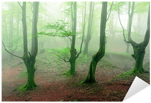 Forest (400x400), Png Download