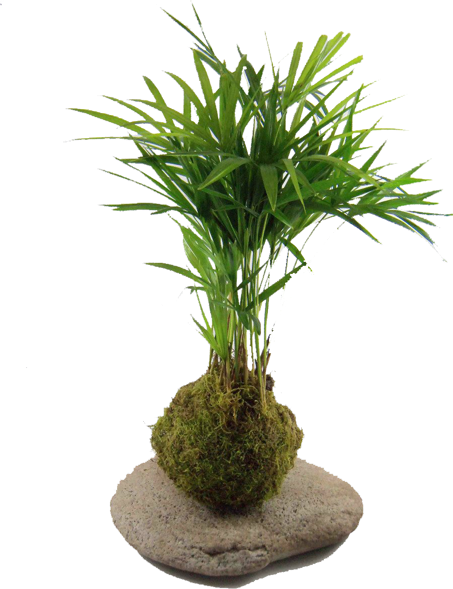Kokedama Palmito Kok Arte Natural Mla F 145957614 4176 - Kokedama Png (900x1200), Png Download