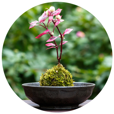 If You Are A Grower And Are Interested In Hanging Baskets, - Bonsai (404x402), Png Download