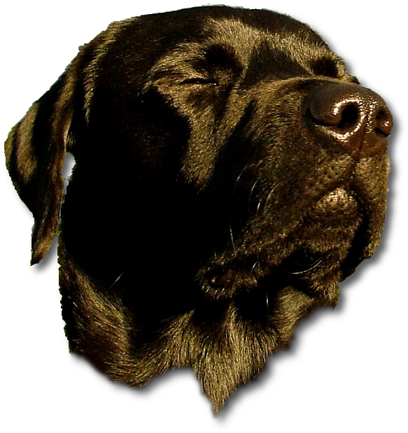 Doghead - Funny Meme Of Today (603x620), Png Download