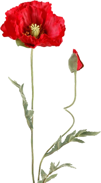 Pgn Pipacsok - Kwiaty Bez Tła (345x622), Png Download