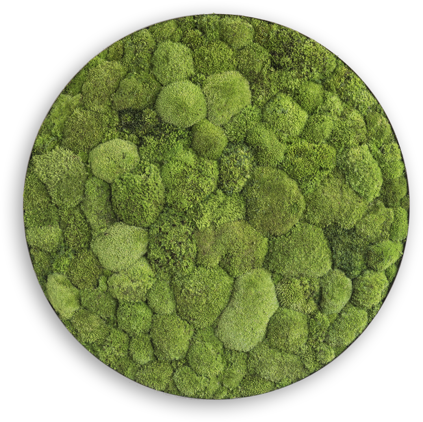 Bolmos - Pole Moss (1500x1488), Png Download