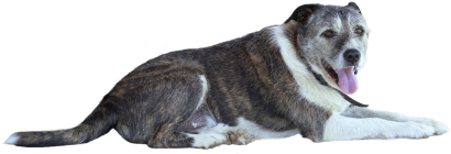 Png,dog,animal - Animales Png (500x332), Png Download