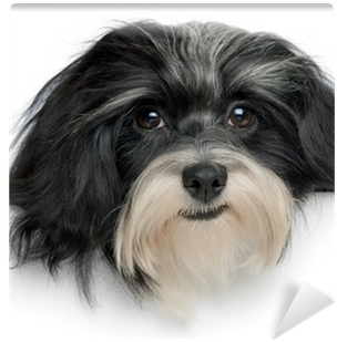 Beautiful Havanese Puppy Dog Head Wall Mural • Pixers® - Havanese Dog (400x400), Png Download