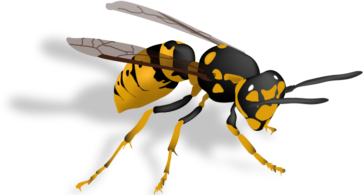 Pest Control Stinging Insects Yellowjackets And Wasps - Yellow Jackets Wasp (730x400), Png Download