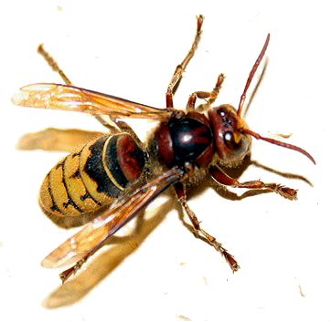 Hornet - Wasp With Red Back (362x353), Png Download