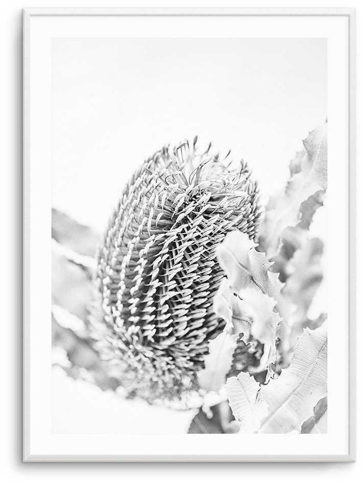 Png Free Banksia B W No I Native Botanical - Banksia (937x1181), Png Download