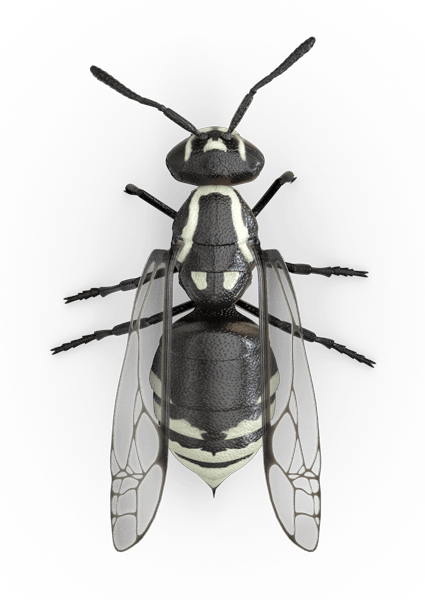 Raid Wasp & Hornet Killer 33 (425x600), Png Download