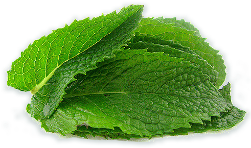 Our Herbs Are Sustainably Grown - Mint Png (490x313), Png Download