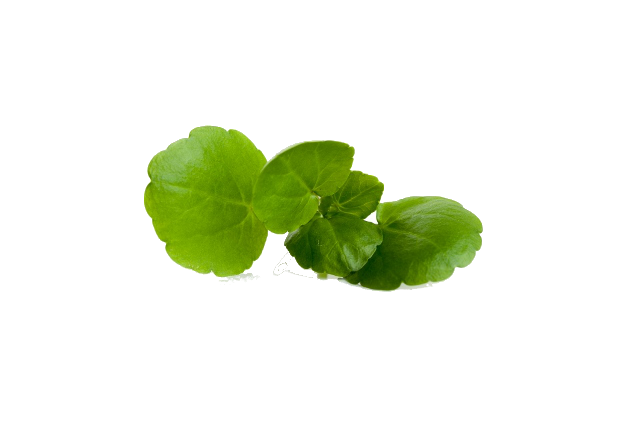 Houseplant (625x424), Png Download