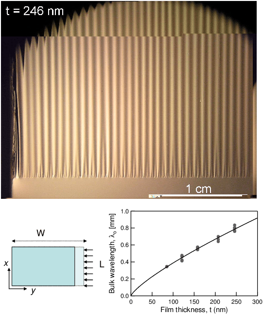 A) Image Of A Wrinkled Ps Sheet Floating On The Surface - Diagram (541x646), Png Download