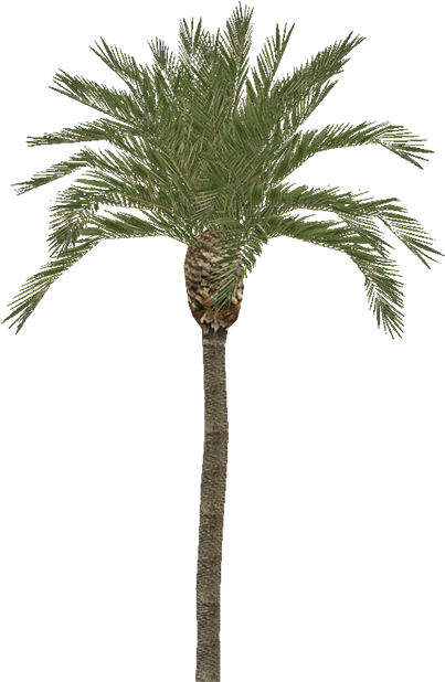 Palm - Date Tree (700x701), Png Download