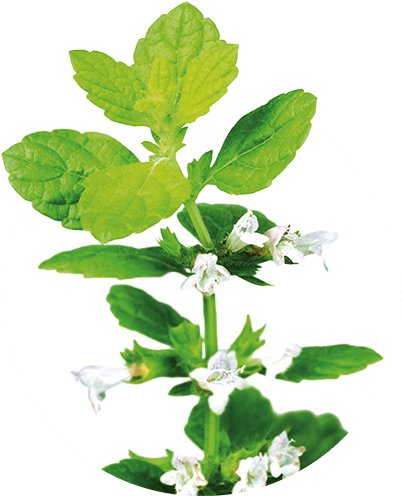 Lemon Balm - Zioła Lecznicze (500x500), Png Download