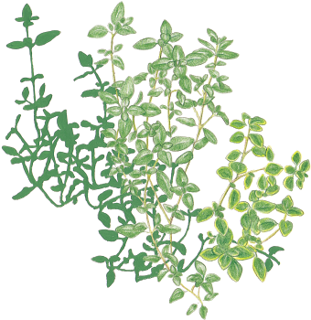 Twinflower (346x354), Png Download