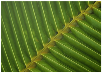 Fern (400x400), Png Download