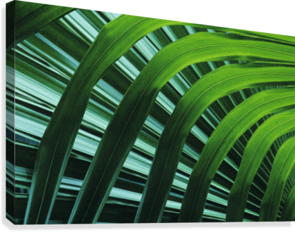 Hawaii, Palm Frond Close-up In Tropical Botanical Gardens - Great Big Canvas Greg Vaughn Poster Print Entitled (428x337), Png Download