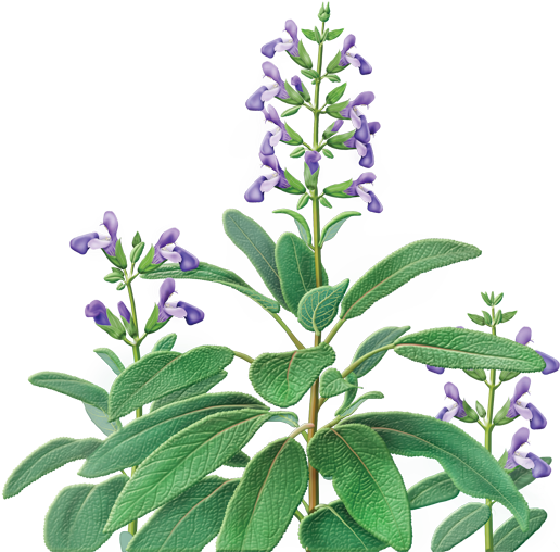 Herbal Teas Sage Supplement - Sage Tea (600x560), Png Download
