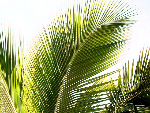 Namepalms - Holy Week Palm Sunday 2018 (640x480), Png Download