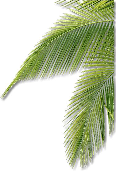 Enter Name - Roystonea (384x557), Png Download