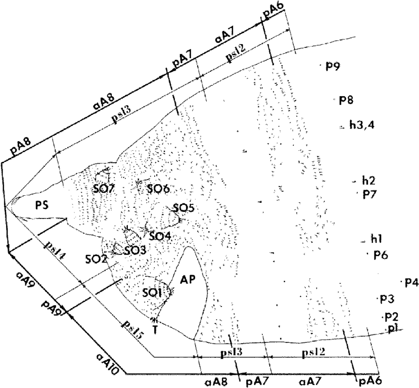 Camera Lucida Drawing Of The Caudal Segments Of A Canton-s - Drawing (850x771), Png Download