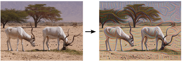 Ibex Grazing, Pre And Post Edge Detection - Google Deep Dream Before After (620x209), Png Download
