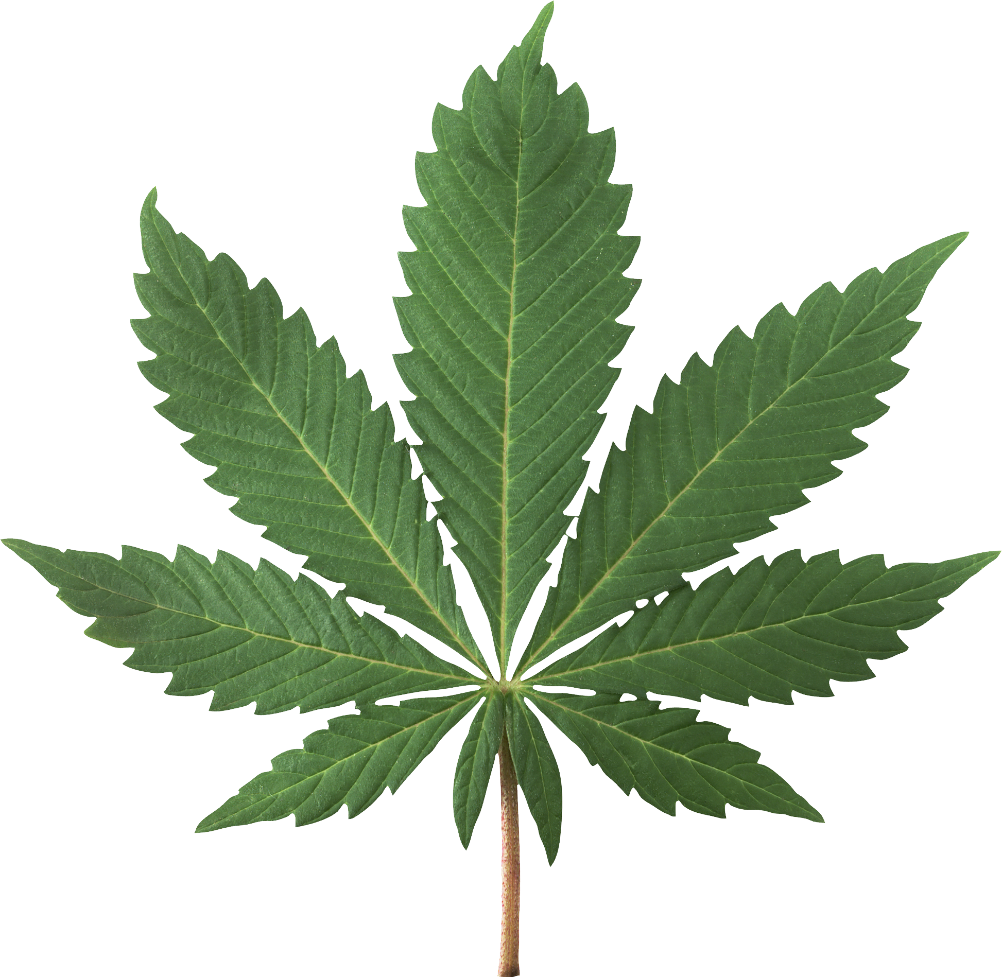 Cannabis Plant Png Image - Marijuana Jpg (1946x1898), Png Download