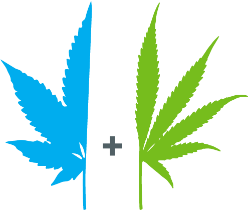 Cannabis Humidity For Grow Rooms - Cannabis (500x500), Png Download