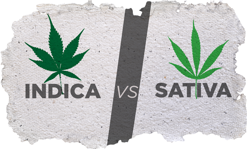 Cannabis - ההבדל בין סאטיבה לאינדיקה (825x487), Png Download