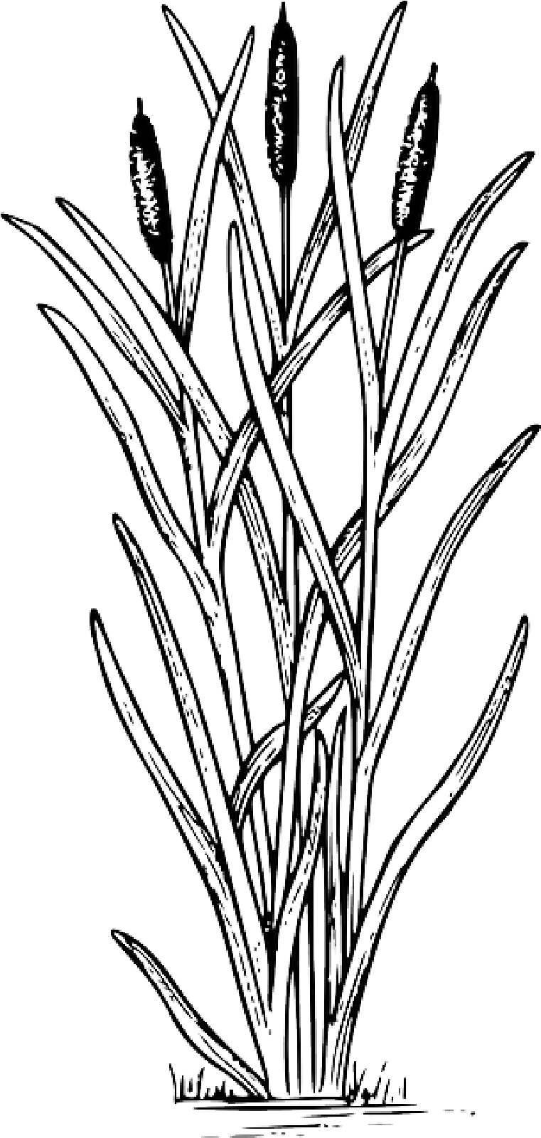 Mb Image/png - Cat Tail Drawings (800x1600), Png Download