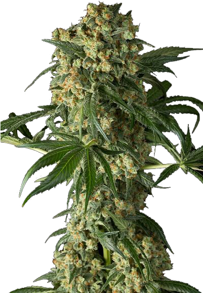Weed Plant Png - Kush (400x600), Png Download