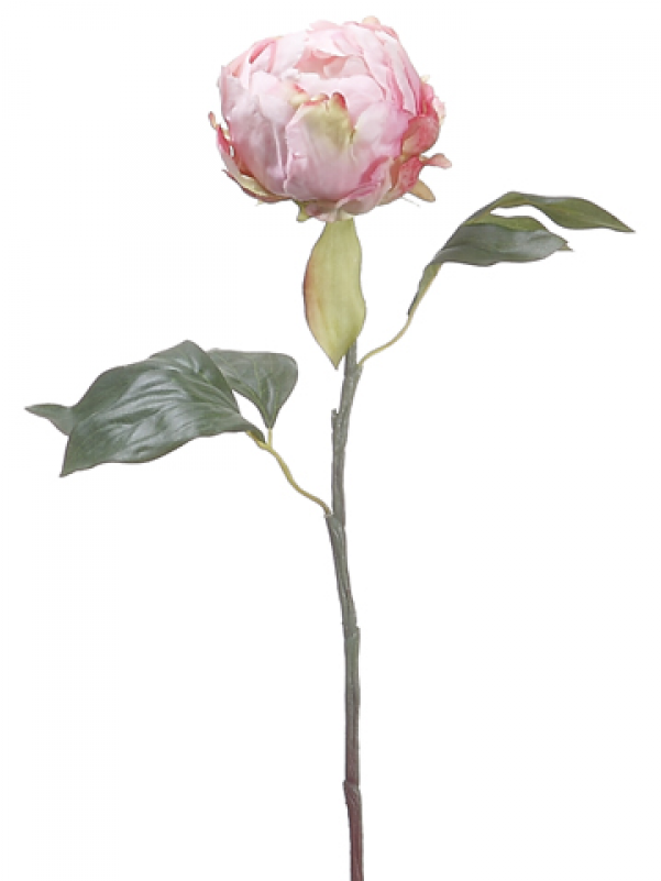 18" Peony Bud Spray Pink - Pink Peony Bud Flower (800x800), Png Download