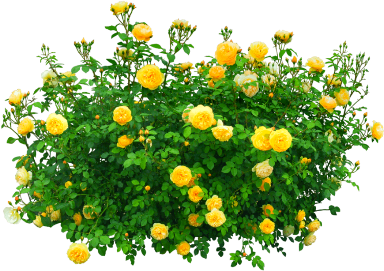 #flowers #bush #yellow #nature - Yellow Flower Bush Png (1024x1024), Png Download