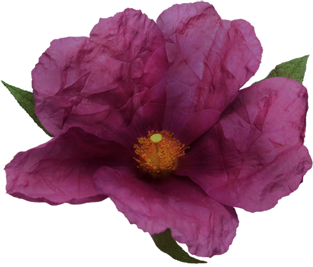 Noble Vii Rock Rose - Camellia Sasanqua (800x800), Png Download