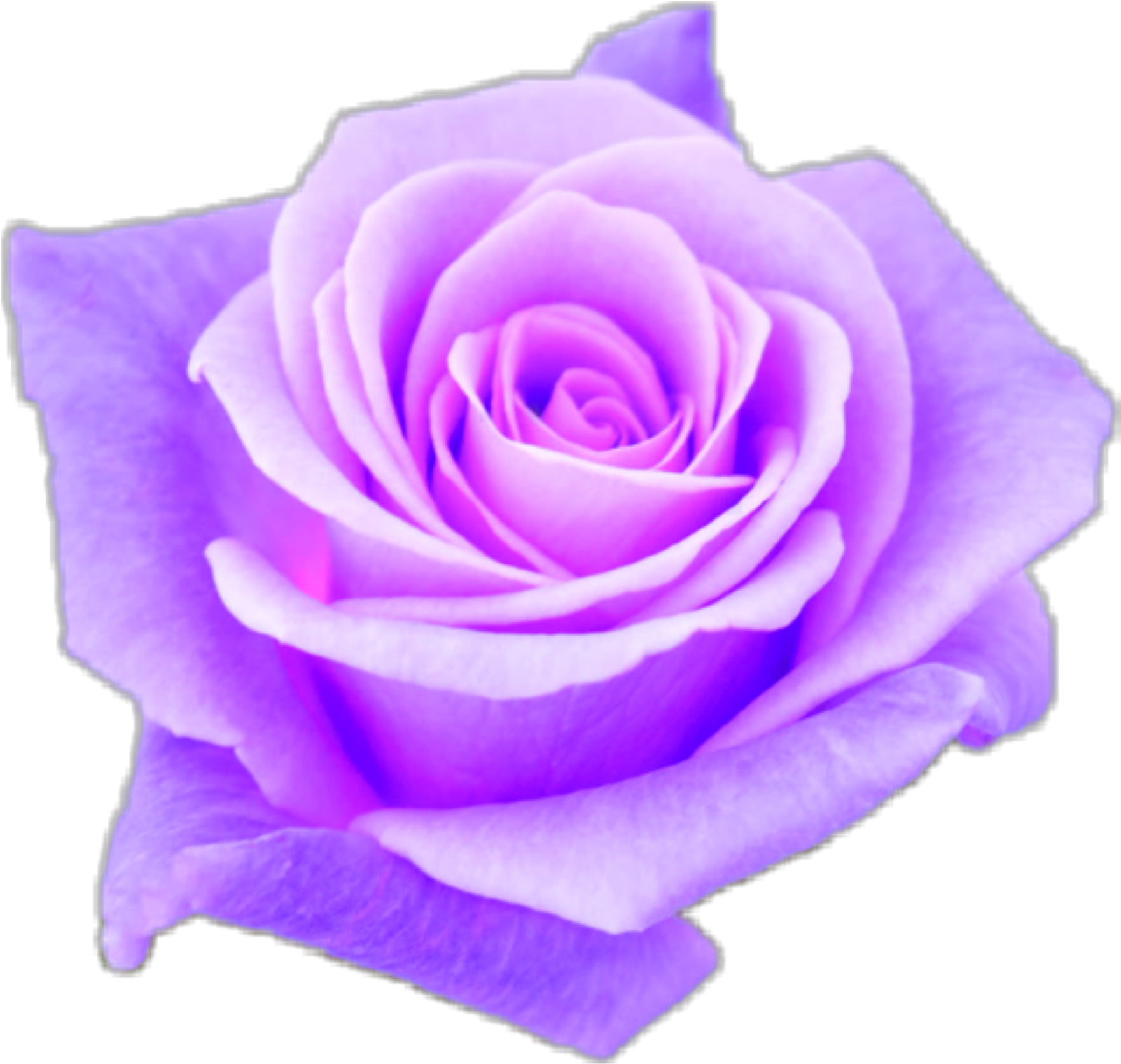 Download Aesthetic Transparent Purple Roses Png Aesthetic Transparent