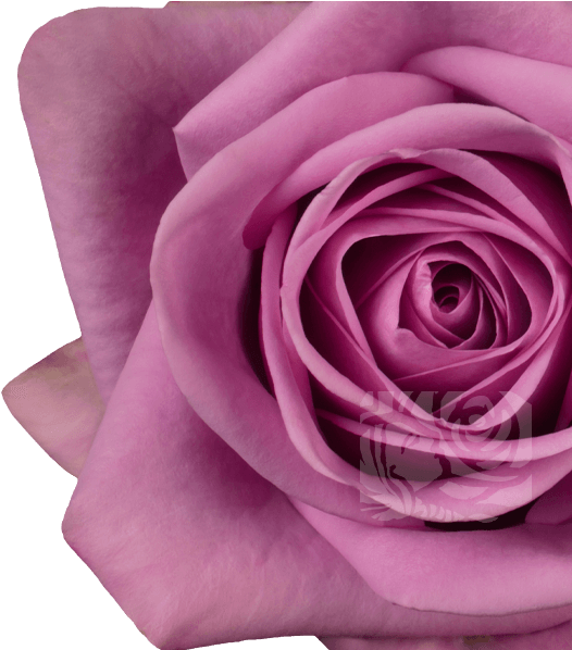 Dark Lavender Roses - Floribunda (658x597), Png Download