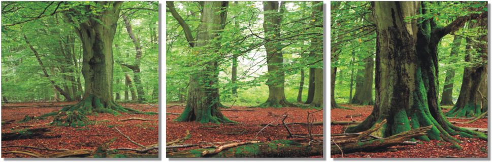 Fairytail Forest 3 Piece Wall Decor - Forest Banner (1000x354), Png Download