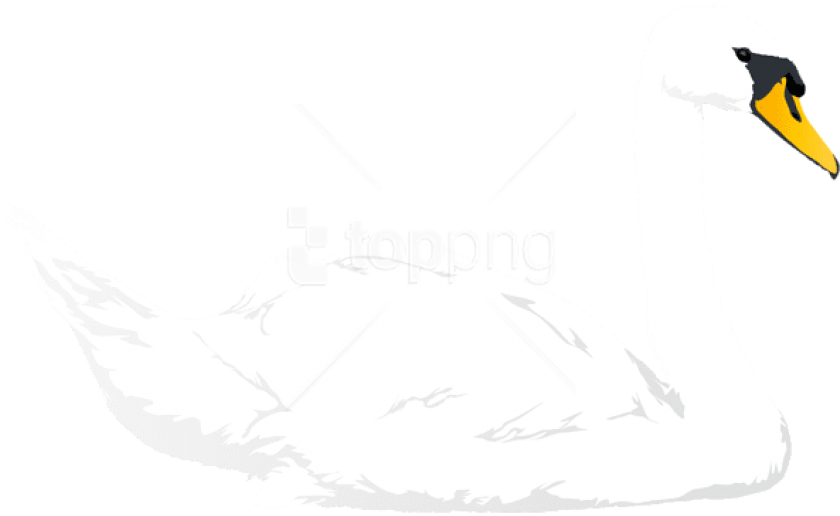 Free Png Download Swan Transparent Png Images Background - Tundra Swan (850x518), Png Download