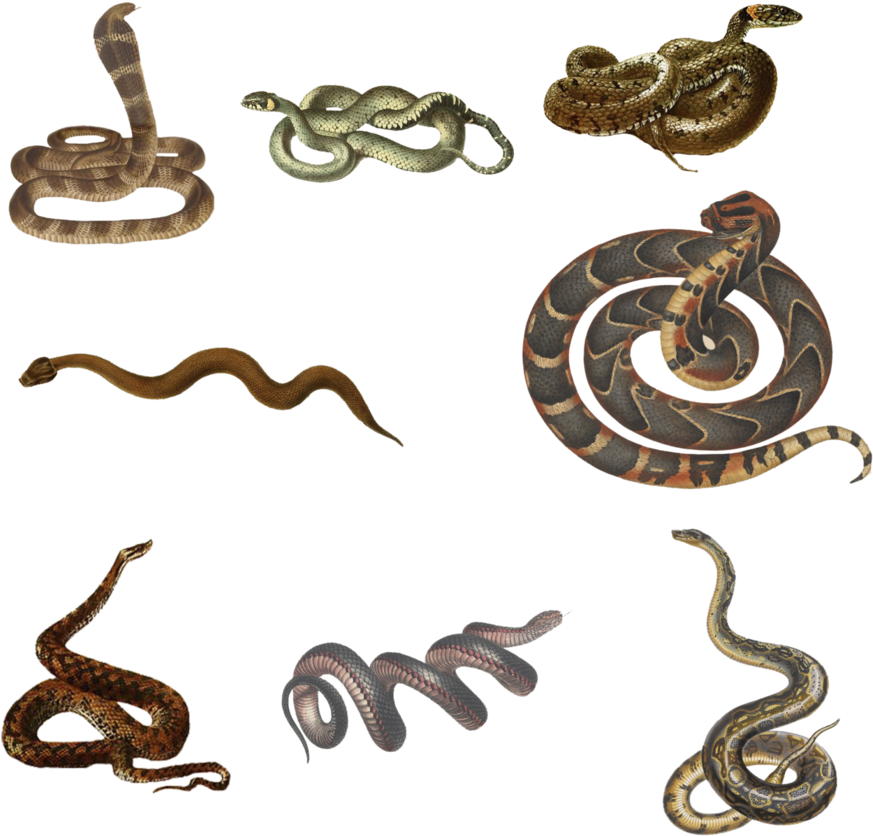Snakes Png - Black Snake, Pseudechis Porphyriacus (894x894), Png Download