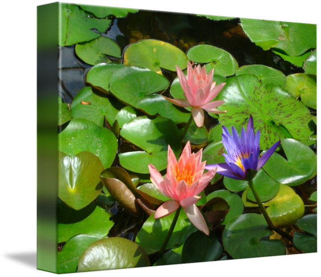 650 X 560 7 - Water Lily (650x560), Png Download
