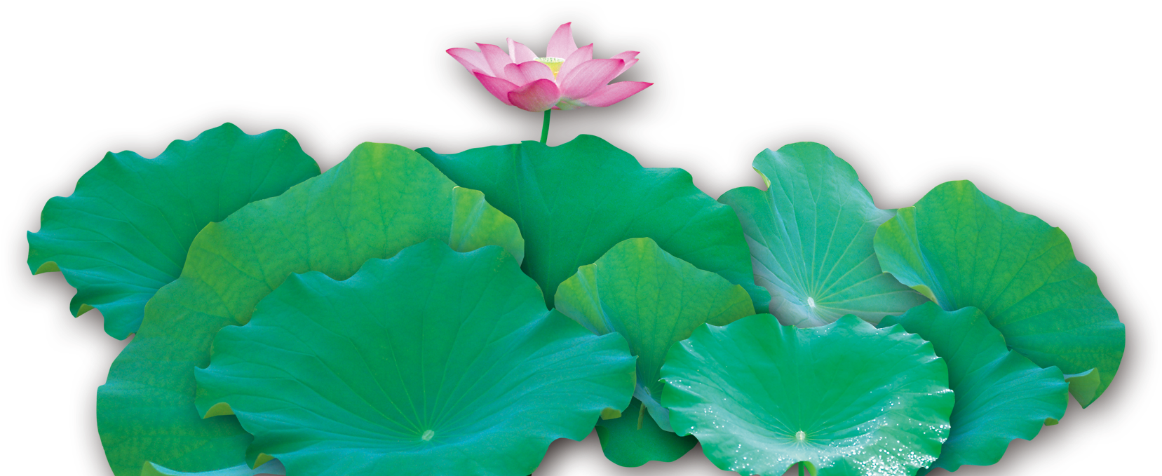 Water Lily Clipart Lotus Leaves - Sacred Lotus (1800x1000), Png Download