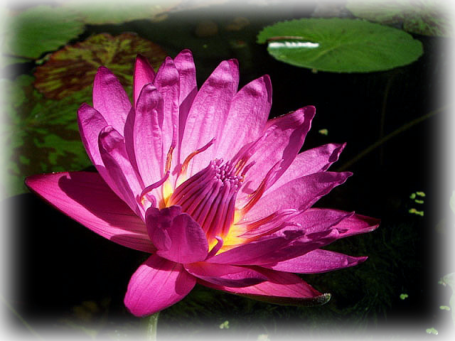 Water Lily "mameaw" - Sacred Lotus (640x480), Png Download