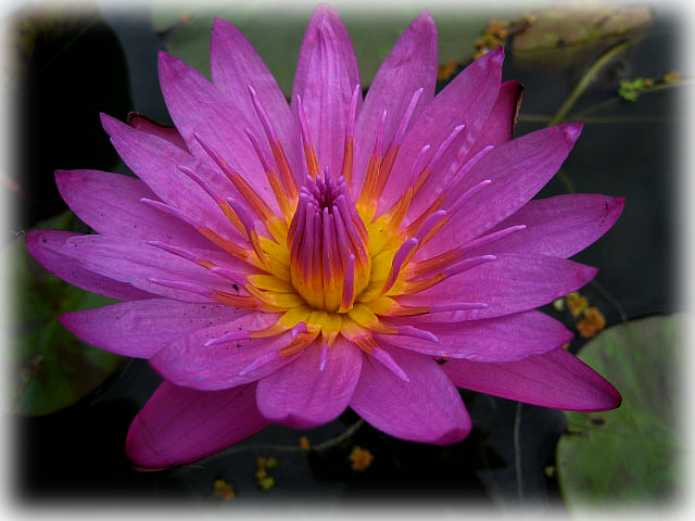 Water Lily "mameaw" (640x480), Png Download