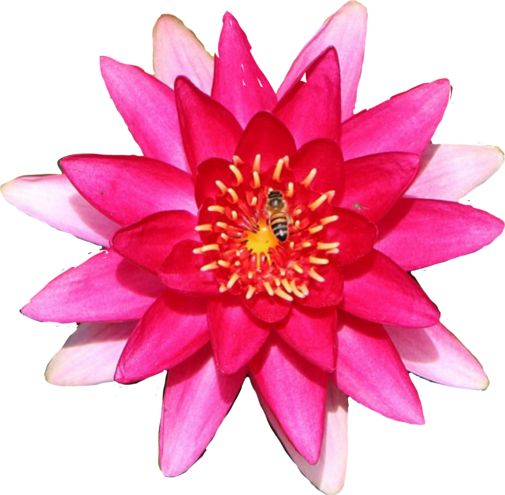 #lily #flower #waterlily - Water Lily (1024x1004), Png Download