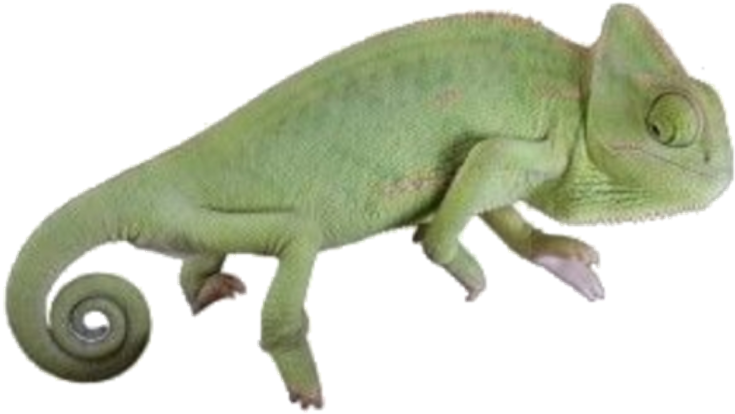 #moodboard #png #filler #nichememe #polyvore #chameleon - Green Iguana (1024x830), Png Download