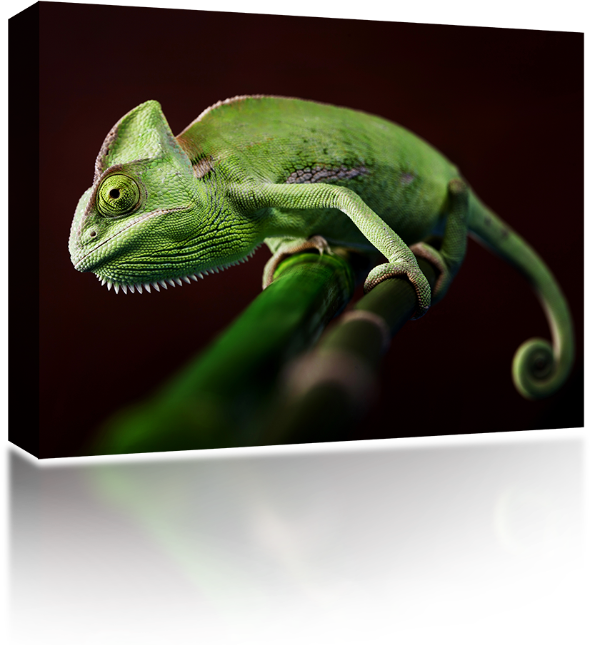 Veiled Chameleon - Common Chameleon (1024x1024), Png Download