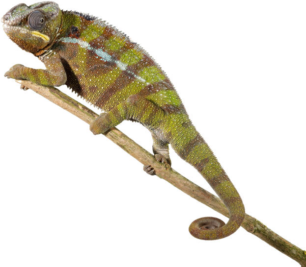 Lagarto Reptil Ag Midos Minima De Serpiente - Reptile Transparent (640x550), Png Download