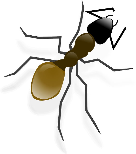 Ant, Insect, Animal, Wildlife - Ant Clip Art (564x640), Png Download